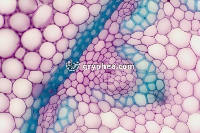 Rhizome de Muguet CT x100 - gryphea.org